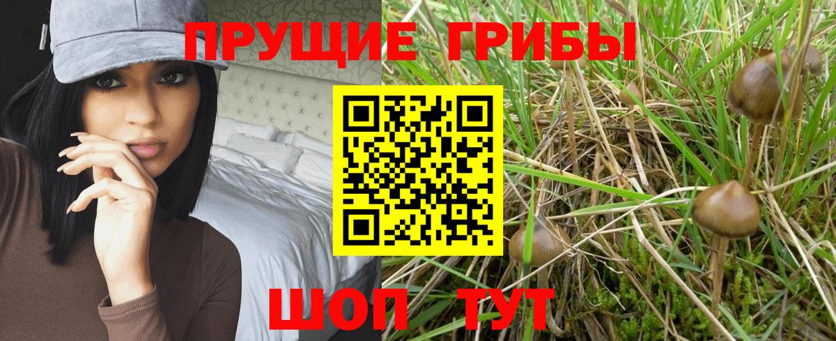 Псилоцибиновые грибы Psilocybe Комсомольск-на-Амуре